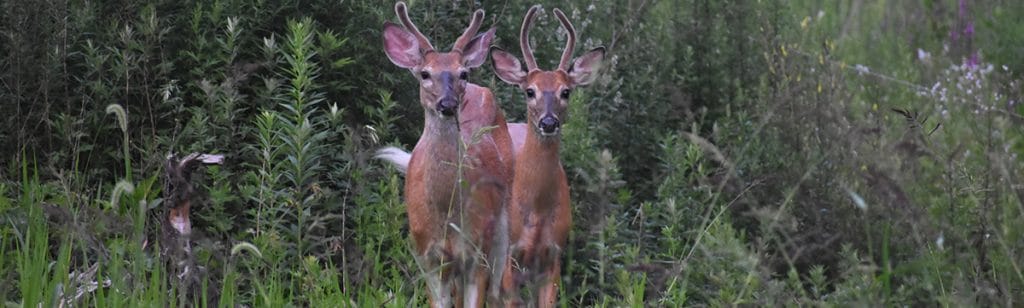 Deer Overabundance Hudson Valley